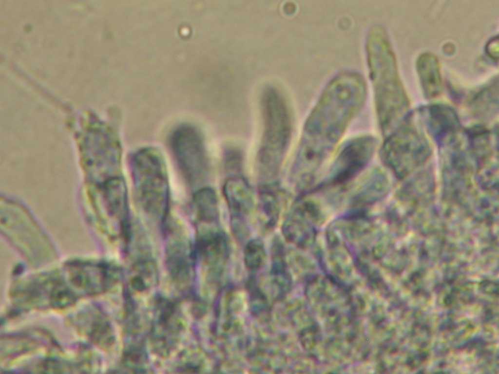 Cylindrobasidium laeve o evolvens ??(Cylindrobasidium laeve)